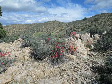 Summit Peak