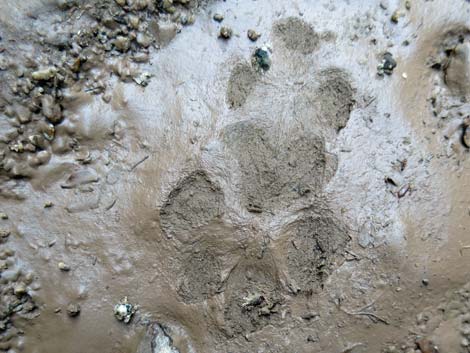 bobcat track in mud