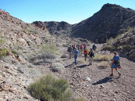 Cholla Forest