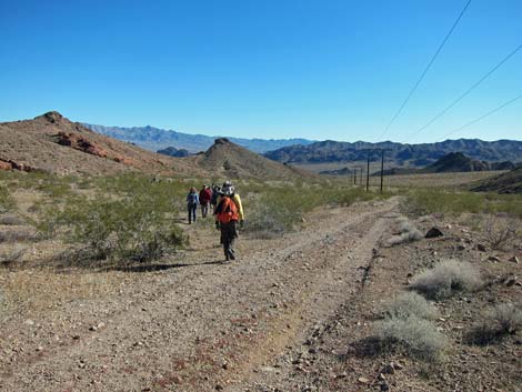 Cholla Forest