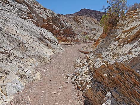 Cottonwood Spring