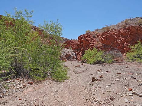 Cottonwood Spring