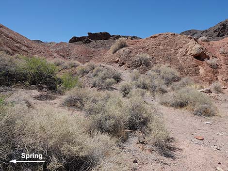 Cottonwood Spring