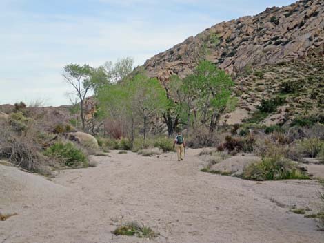 Grapevine Canyon