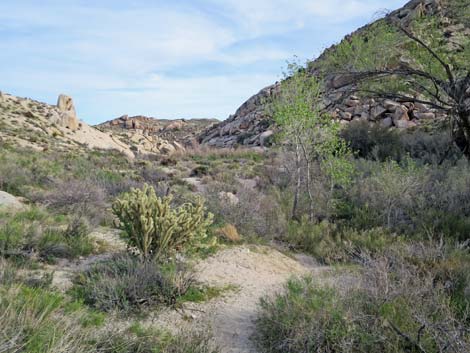 Grapevine Canyon