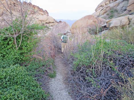 Grapevine Canyon