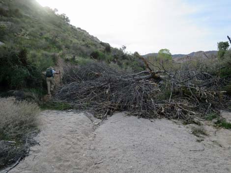 Grapevine Canyon