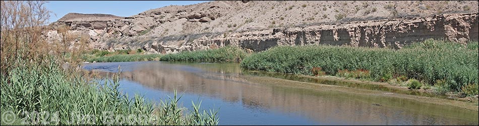 Birding Around the Lake Mead Wetlands Trail