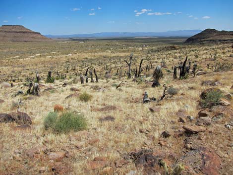 Cactus Garden Loop Trail