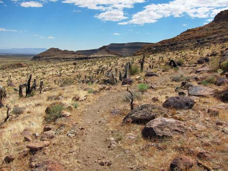 Cactus Garden Loop Trail