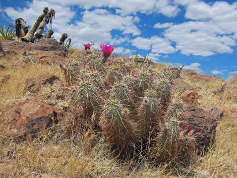 Cactus Garden Loop Trail