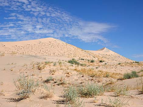 Kelso Dunes