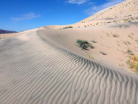 Kelso Dunes