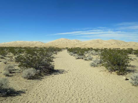 Kelso Dunes