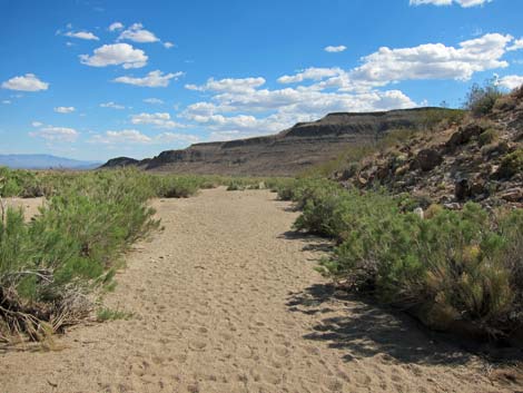 Rings Loop Trail