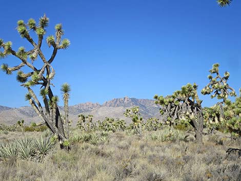 Ivanpah Road