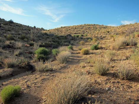 Rock Spring Loop Trail