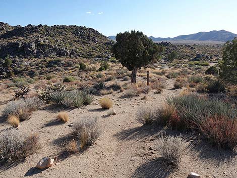 Rock Spring Loop Trail