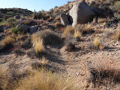 Rock Spring Loop Trail