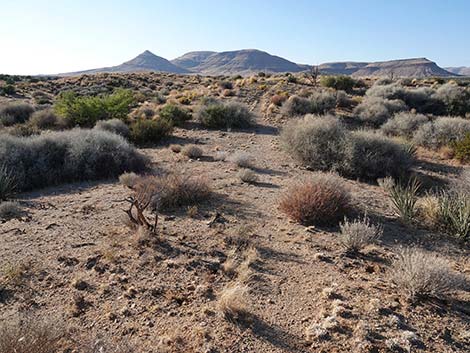 Rock Spring Loop Trail