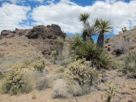 World's Tallest Yucca