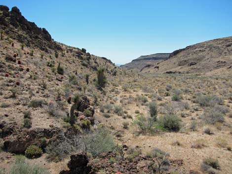 World's Tallest Yucca