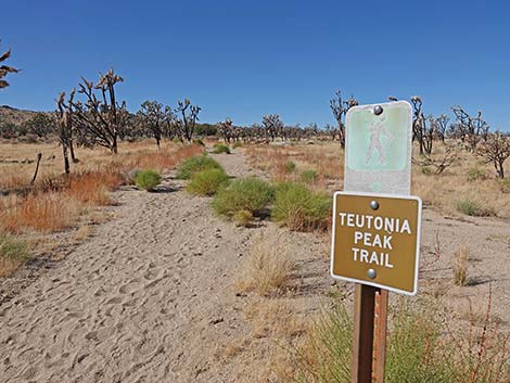 Teutonia Peak Trail