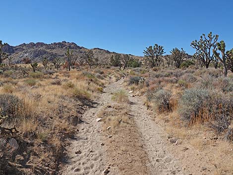 Teutonia Peak Trail