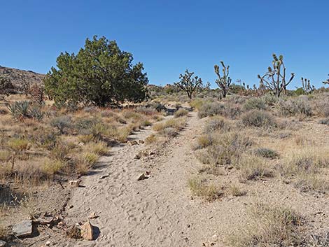 Teutonia Peak Trail