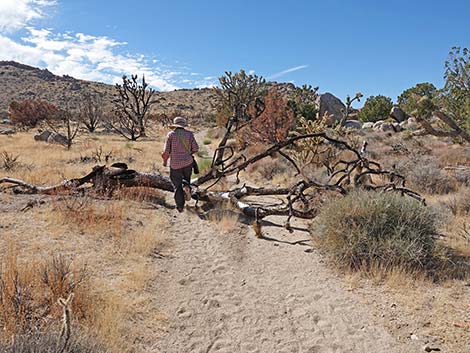 Teutonia Peak Trail