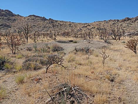 Teutonia Peak Trail