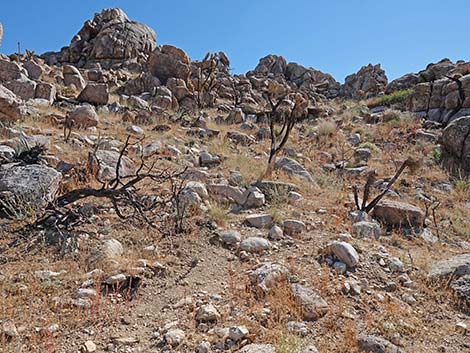 Teutonia Peak Trail