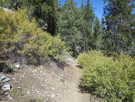 Bonanza Peak Trail