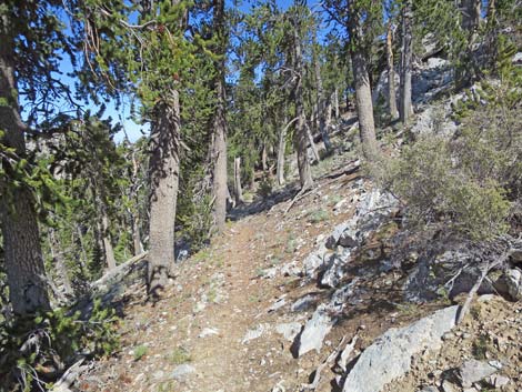 Bonanza Peak Trail