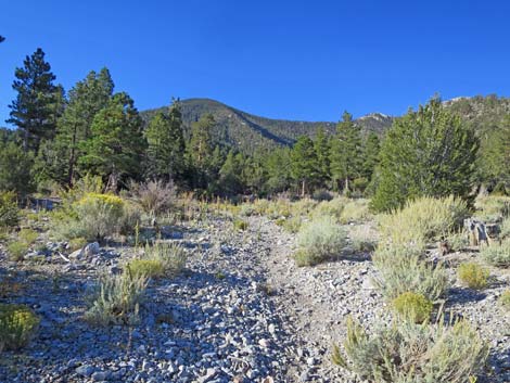 Bonanza Trail