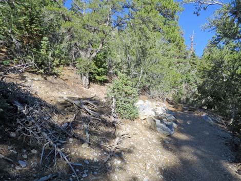 Bonanza Peak Trail