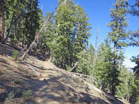 Bonanza Peak Trail