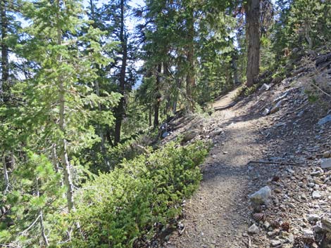 Bonanza Peak Trail