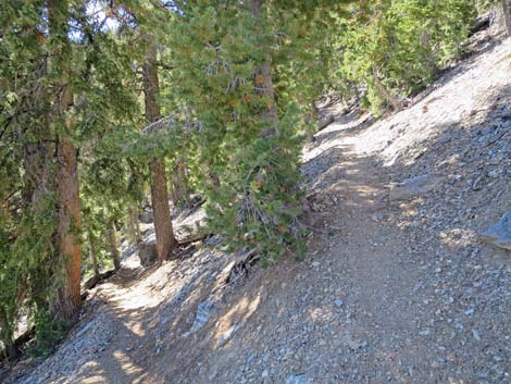 Bonanza Peak Trail