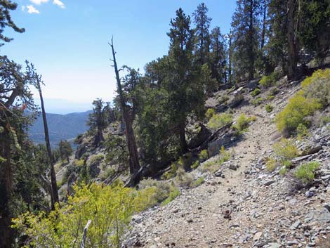 Bonanza Trail