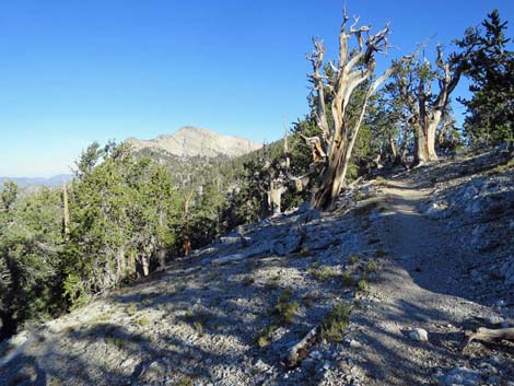 Bonanza Trail