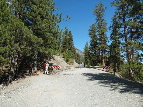 Bristlecone Trail