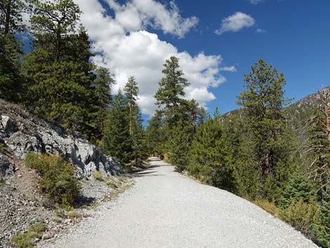 Bristlecone Trail