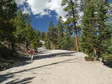 Bristlecone Trail