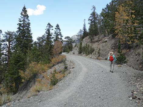 Bristlecone Trail