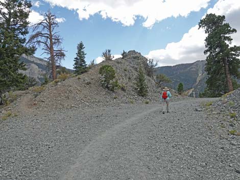 Bristlecone Trail