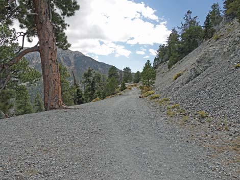 Bristlecone Trail