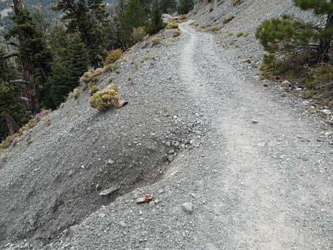 Bristlecone Trail