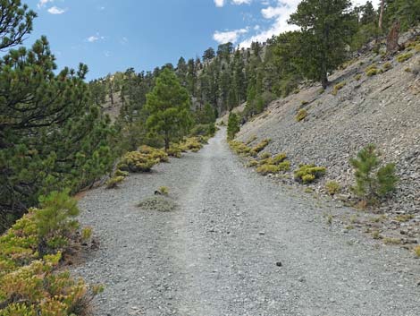 Bristlecone Trail