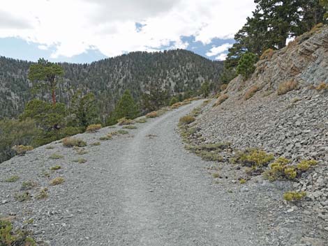 Bristlecone Trail